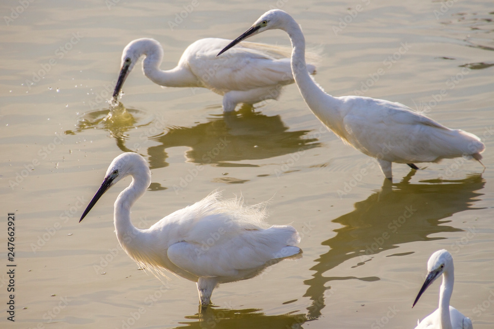 Obraz premium Camargue, Francia