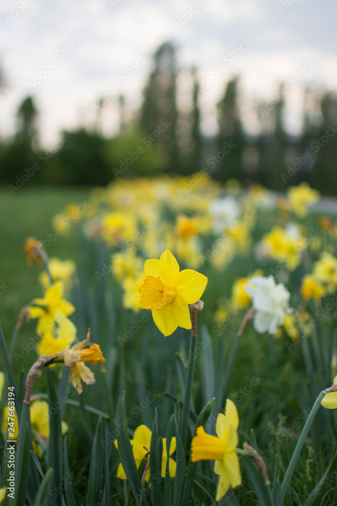 Obraz premium Narcissus