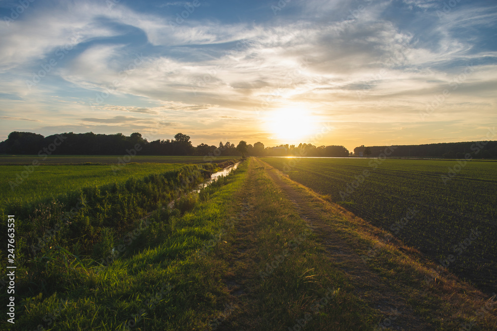 Fototapeta premium campo