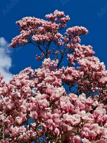 Huge pink blooming magnolia tree