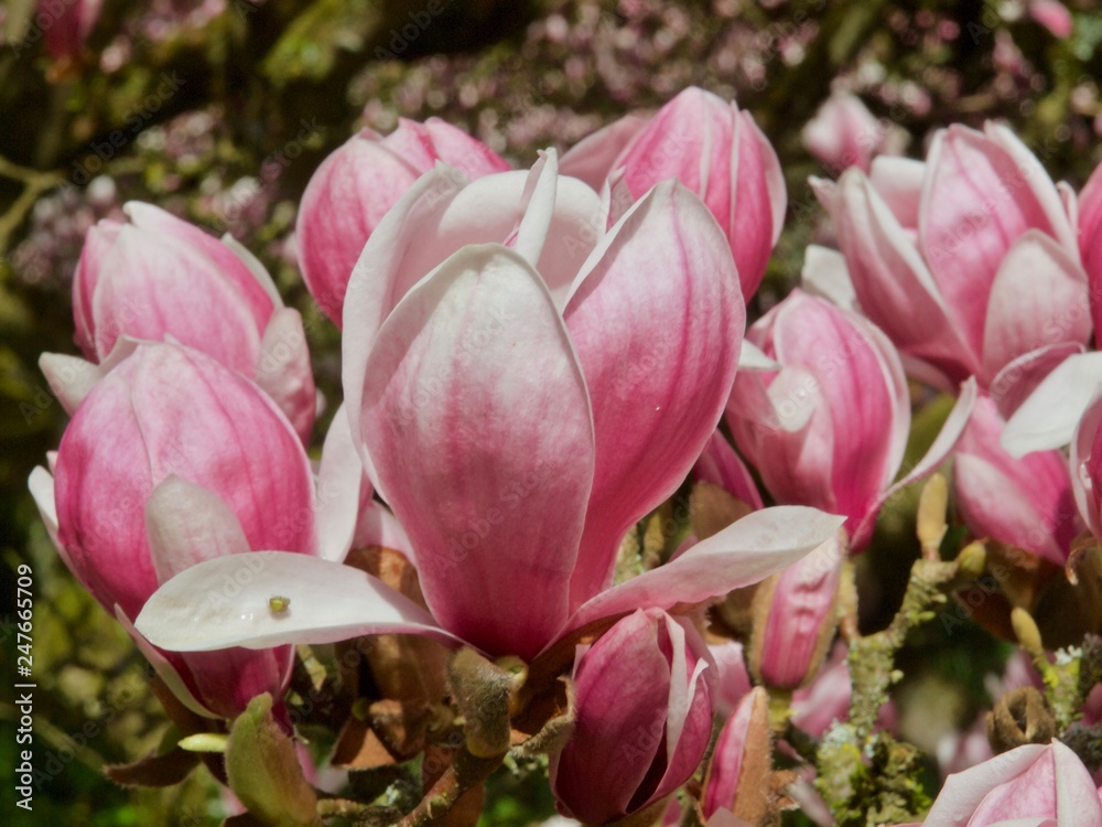 Fototapeta premium Huge pink blooming magnolia tree