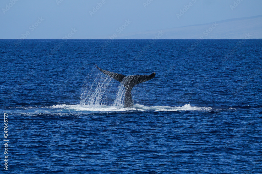 Humpback Whale Tail Humpback Whale Tail