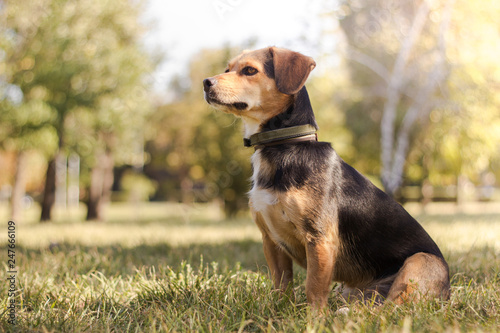 Curious dog looking 