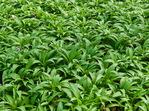 Field with fresh wild garlic in spring