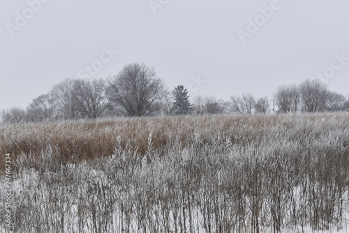trees in winter © steven