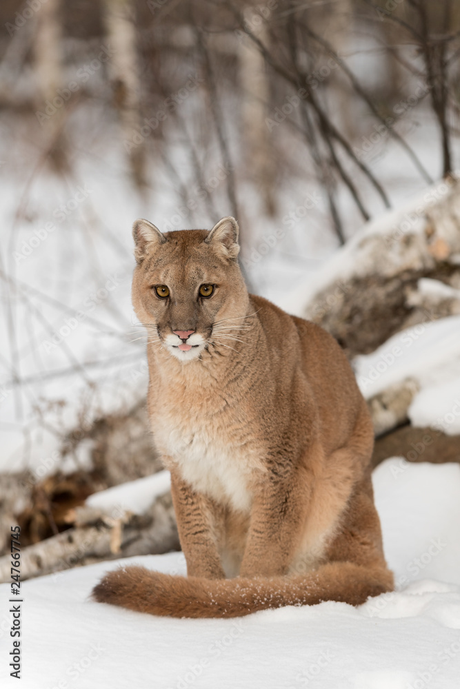 Adult Female Cougar (Puma concolor) Sits in Snow With Tip of Tongue Out  Winter Stock Photo | Adobe Stock