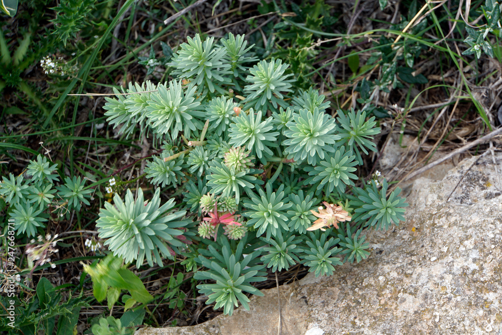 Palisaden-Wolfsmilch (Euphorbia characias) Palisaden-Wolfsmilch (Euphorbia characias)