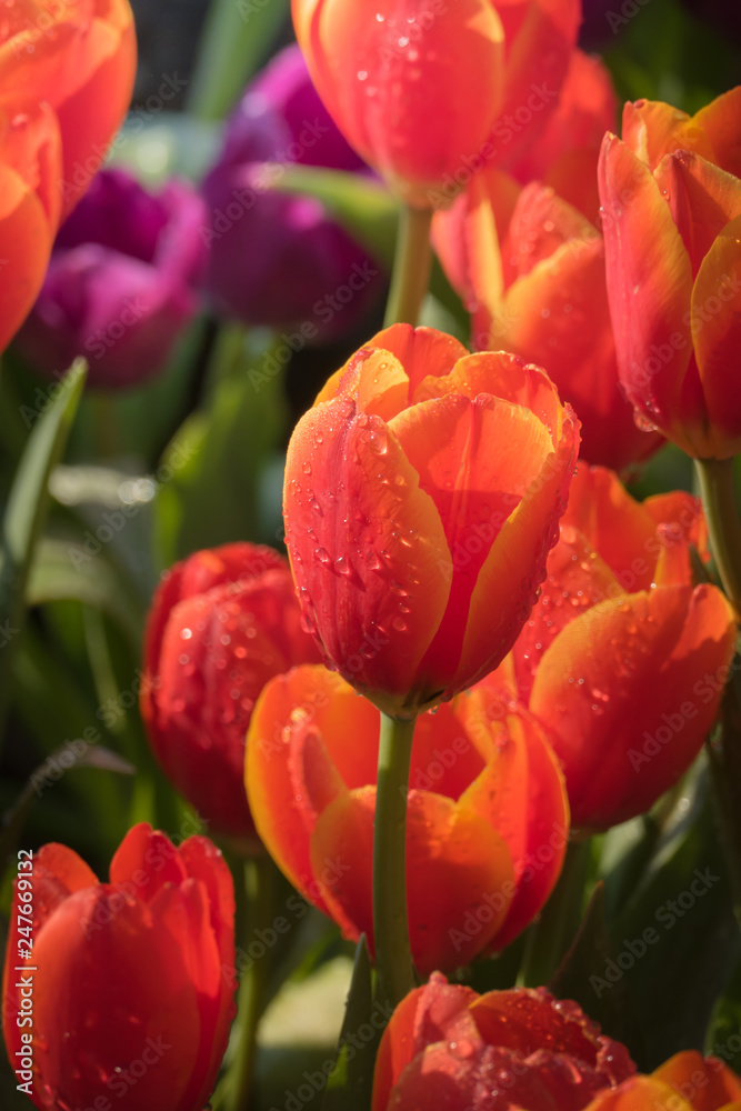 Obraz premium Beautiful bouquet of tulips. colorful tulips. nature background