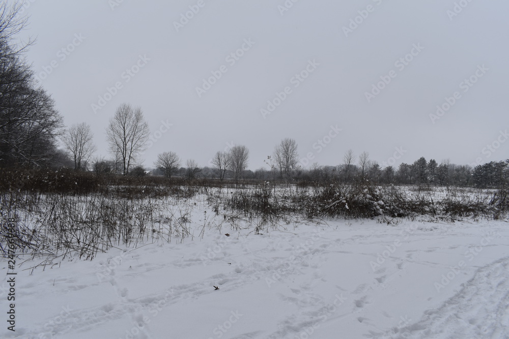 winter landscape with river and trees