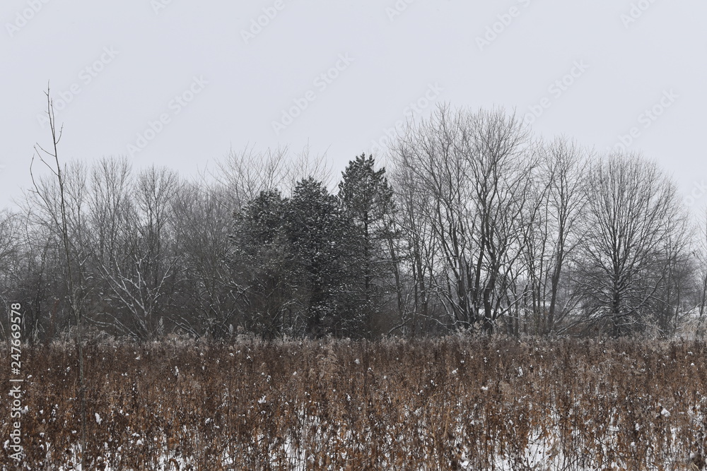 custom made wallpaper toronto digitalwinter landscape with trees and snow