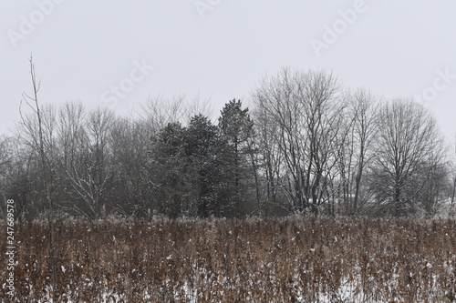 Wallpaper Mural winter landscape with trees and snow Torontodigital.ca