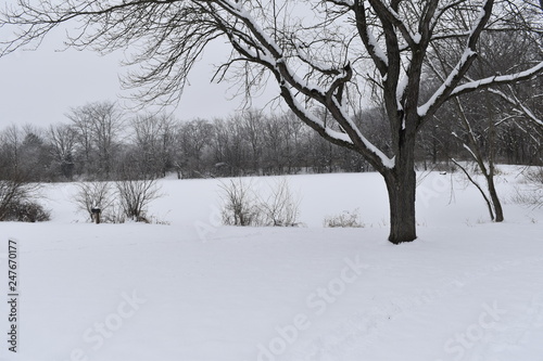 winter landscape with trees and snow © steven