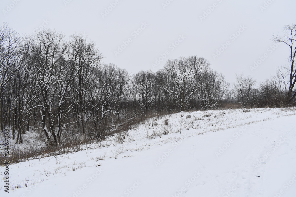 winter landscape with trees and snow winter landscape with trees and snow