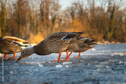 gefrorener See - Ente - Eis