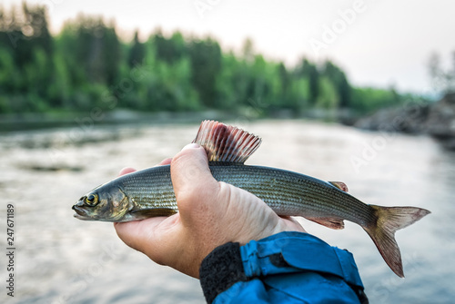 Grayling - mountain river fishing trophy