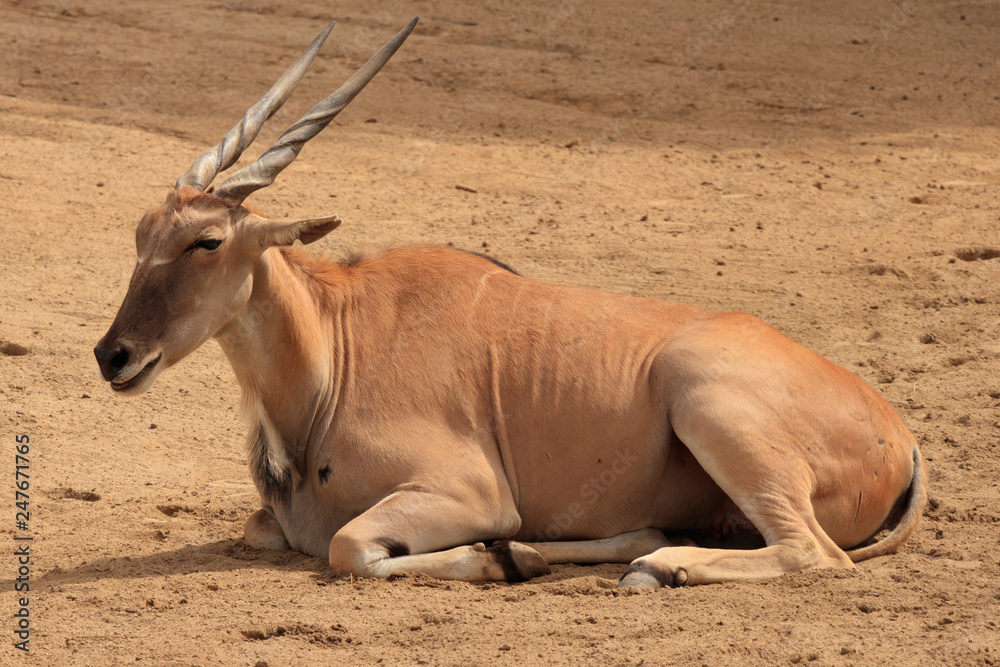 African Antelope in Calfornia
