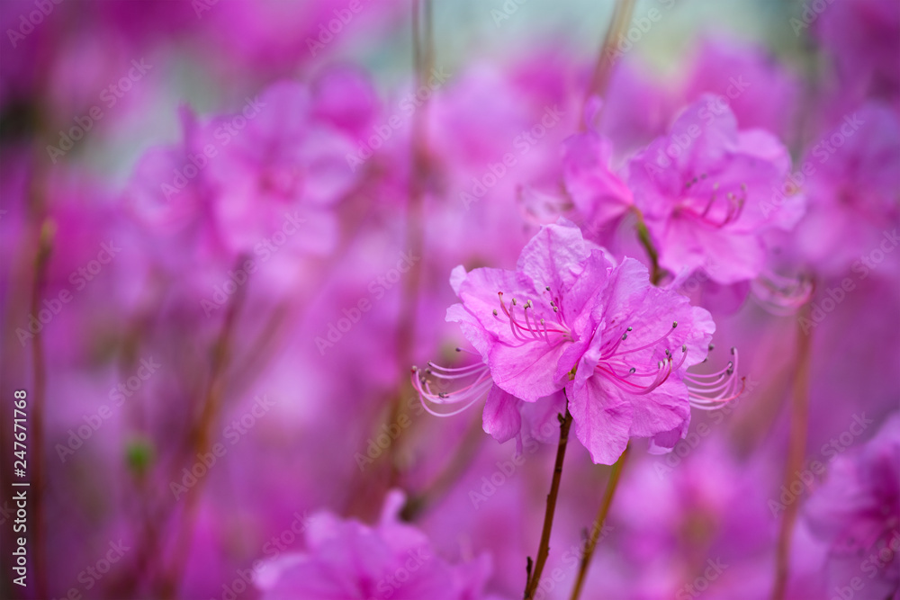 Fototapeta premium Rhododendron Mucronulatum Korean Rhododendron flower