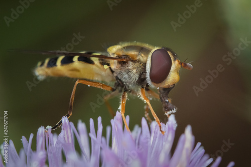 Hoverfly eating pollen closeup © Jean Landry