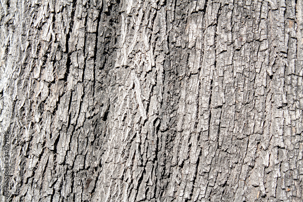 Tree Texture Tree Texture