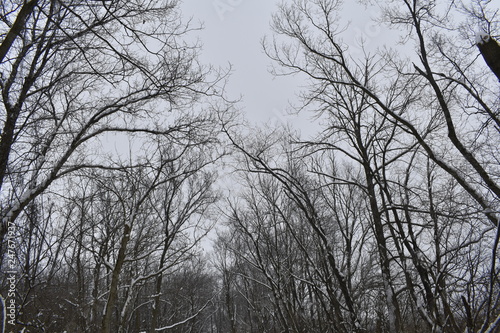 trees in winter