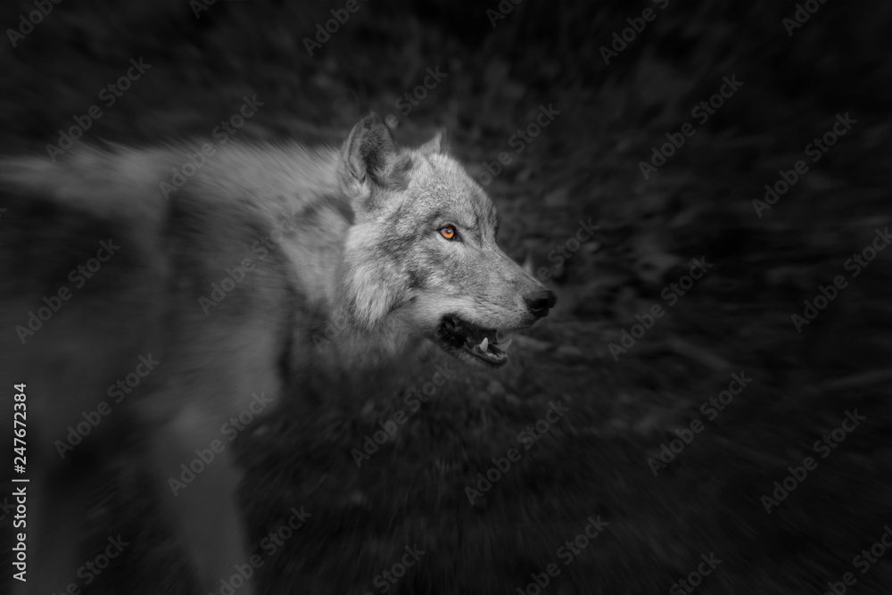 Intimidating Grey Wolf showing teeth and staring