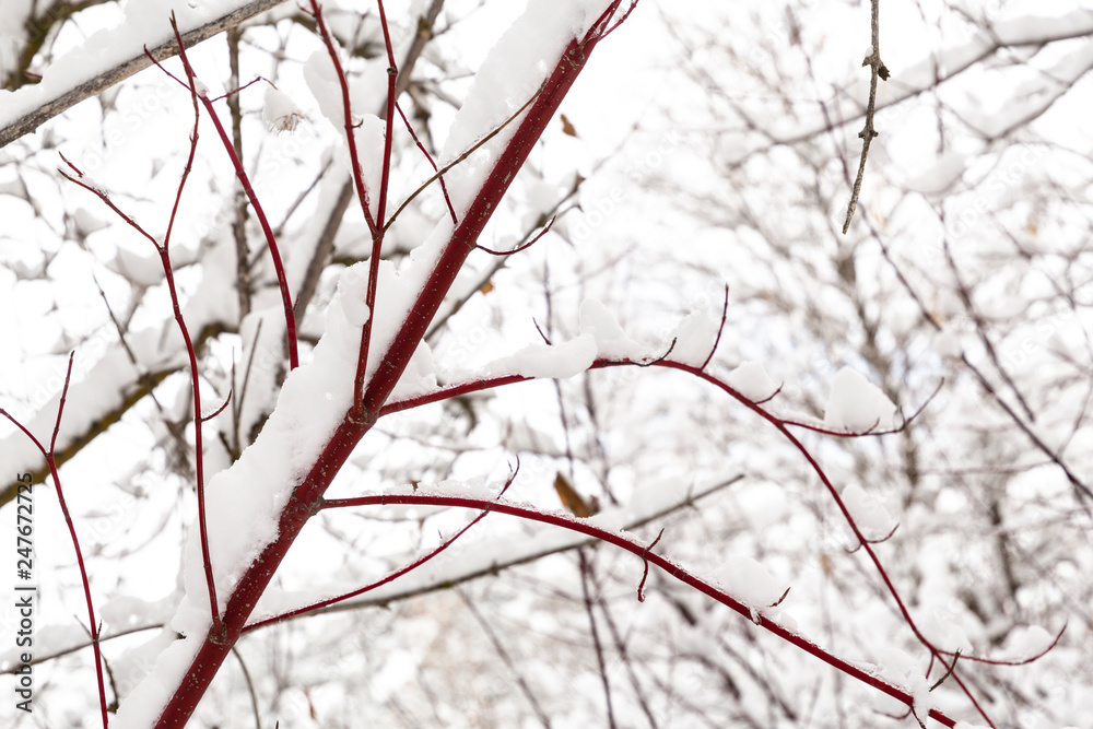 Winter photography in the mountains of Idaho Winter photography in the mountains of Idaho