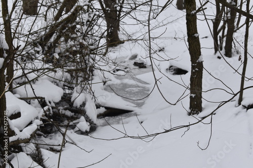 tree in winter