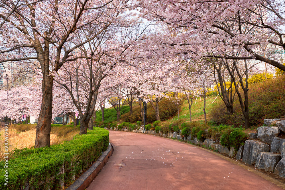 Blooming sakura cherry blossom alley in park Blooming sakura cherry blossom alley in park