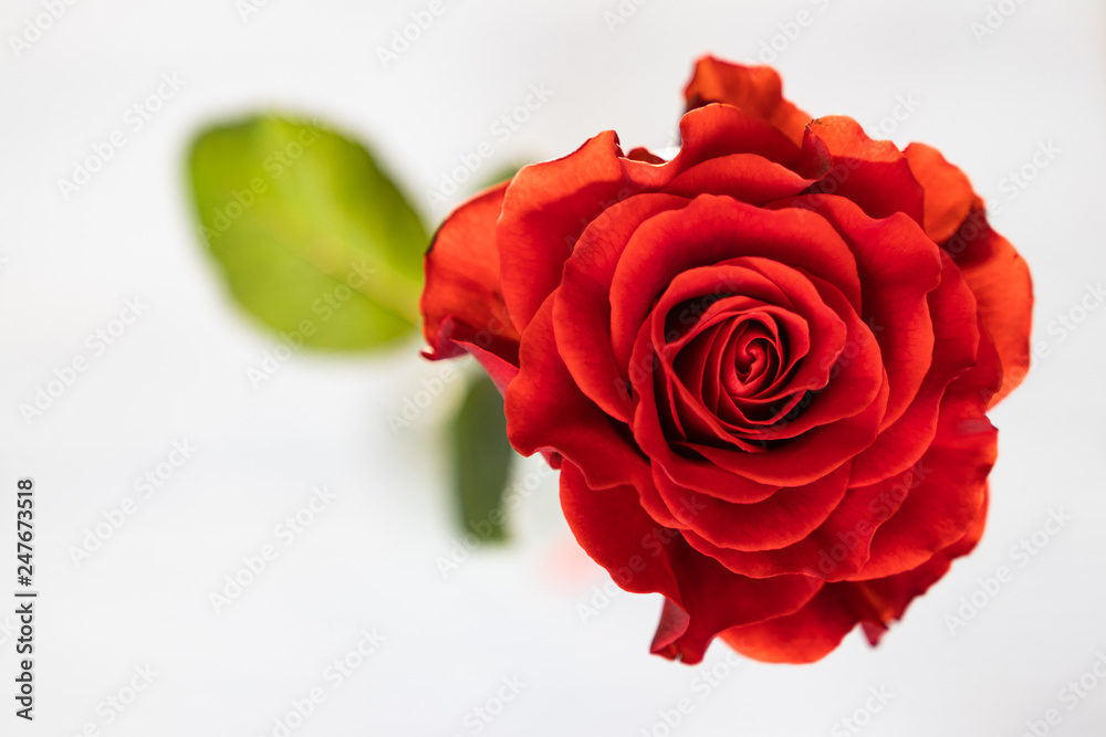 Fototapeta premium Beautiful red rose with green leaves on a white background. Christmas, New Year, Valentine's Day, Mother's Day, Greetings for the holidays, March 8, a gift to his beloved.