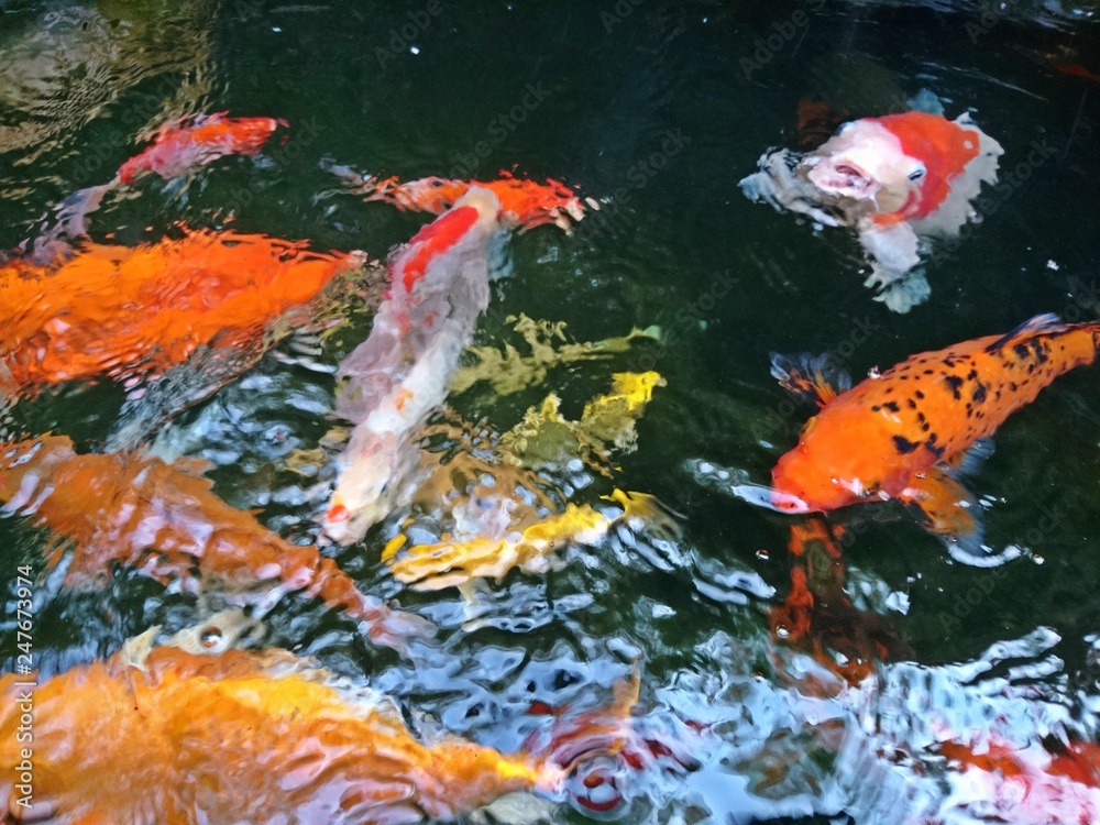 Many Colorful of fancy carp fish swimming in a fish pond Many Colorful of fancy carp fish swimming in a fish pond
