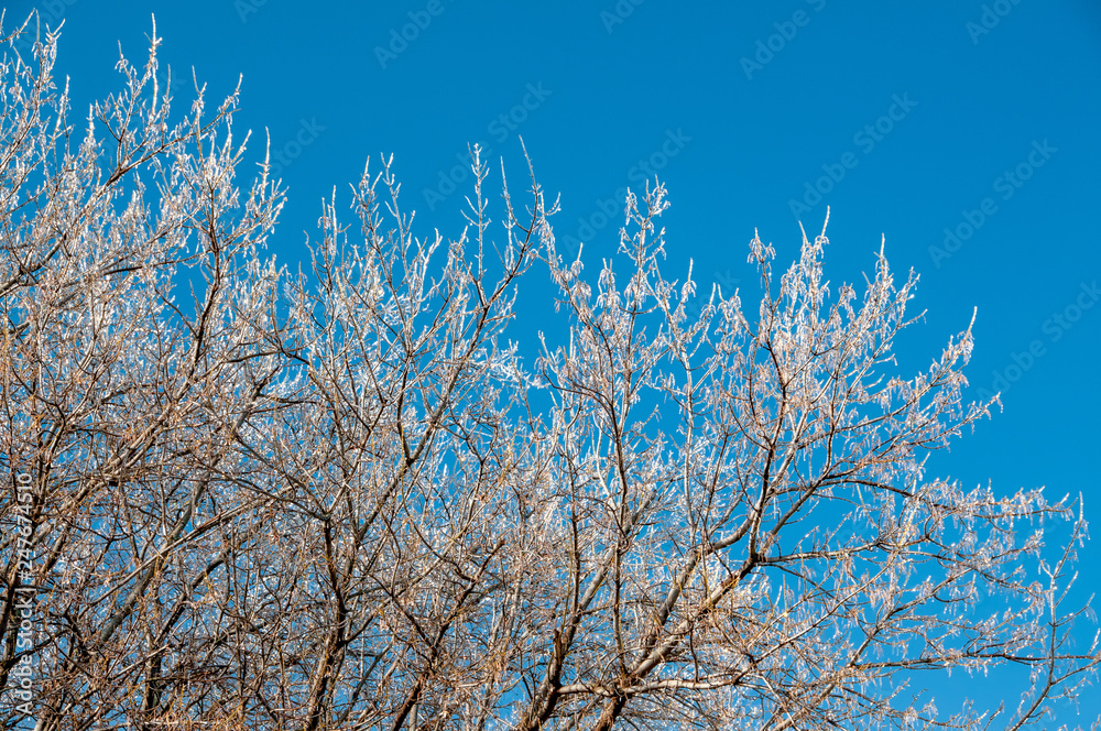 Tree After Ice Storm