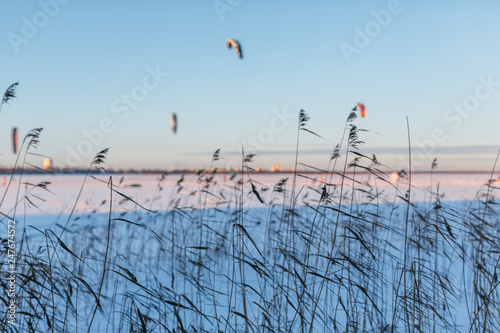 Picture of cane on a snowbound lake, frosty winter day, the sun is shining, cold snap/ selective focus on reed/ frozen lake, in the background people are doing snow kiting, kite skiing/ winter concept