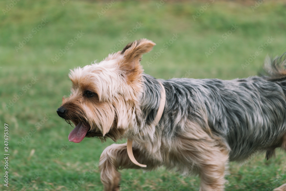 a dog running and happy and smile on the grass