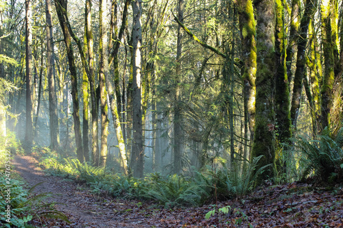 Forests in the sun and the fog.