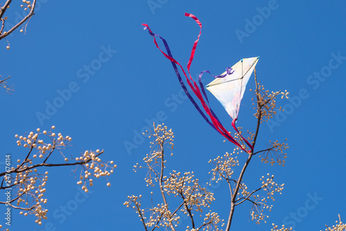 The kite got caught in the tree