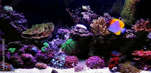 Dream Saltwater Coral Reef Aquarium