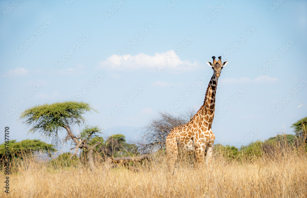 Fototapeta premium Picture of a giraffe in Ruaha national park, Tanzania.
