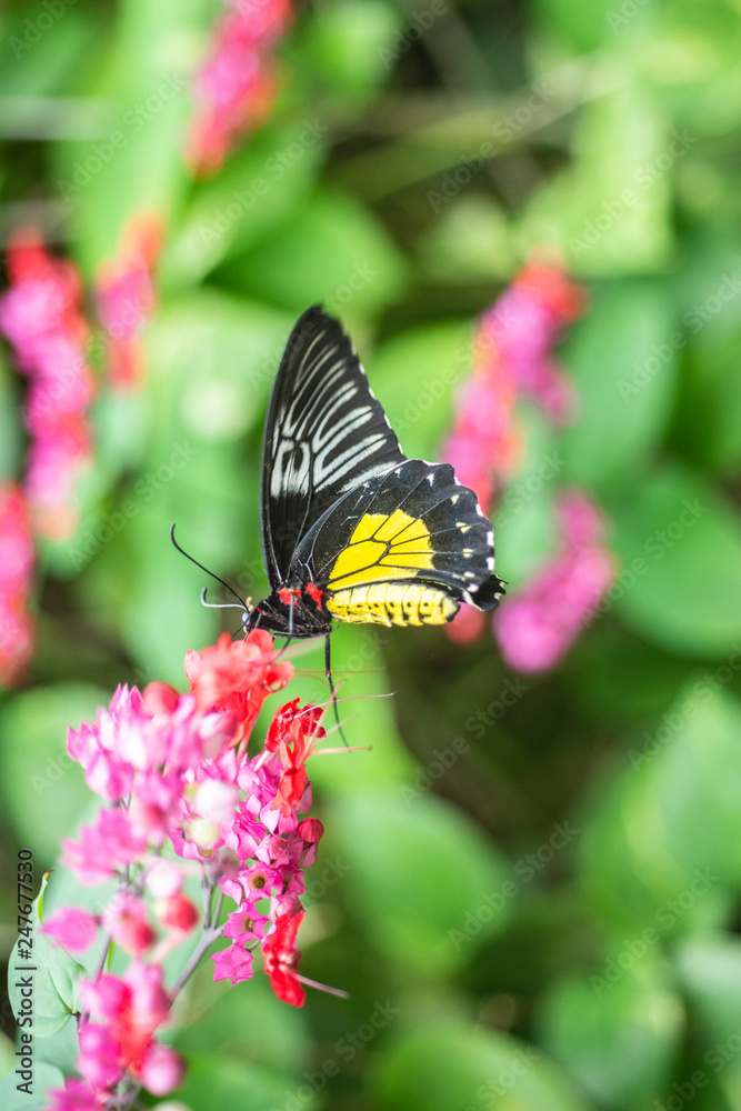 Vertical image of black and yellow butterfly sitting on top of purple and red flowers that just bloomed. Vertical image of black and yellow butterfly sitting on top of purple and red flowers that just bloomed.