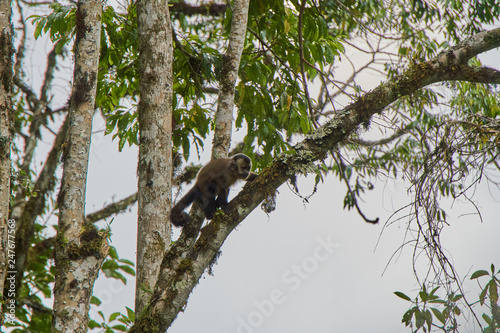 Monkey in tree