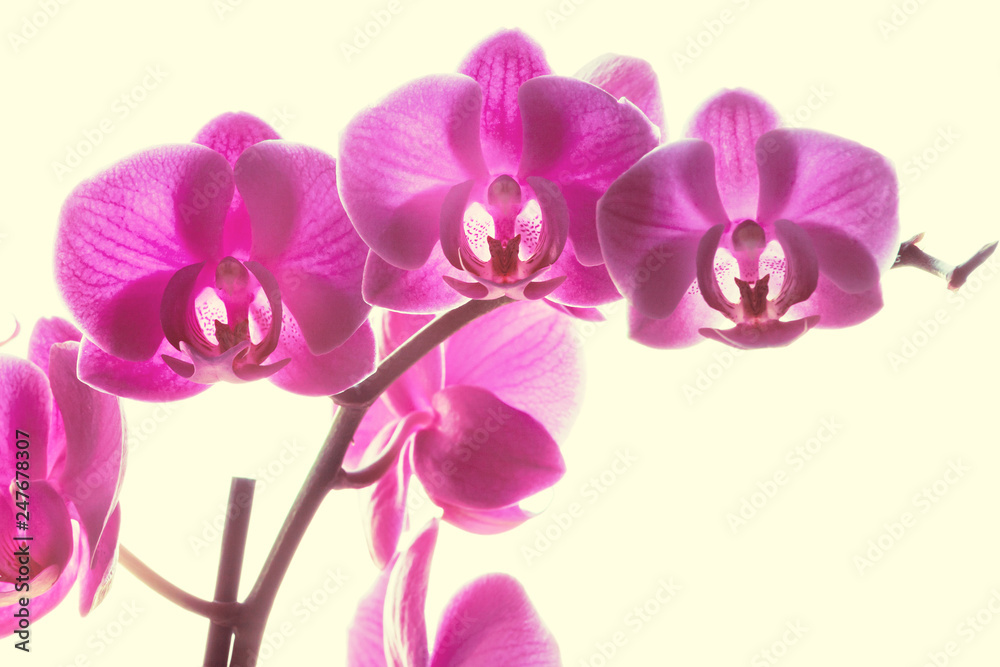 Obraz premium Fioletowe orchidee na białym tle