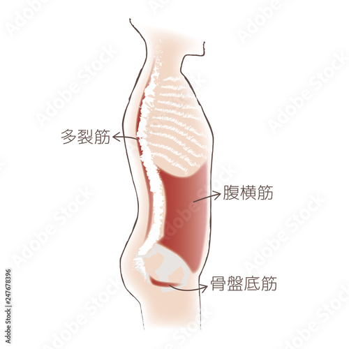 骨盤筋肉 photo