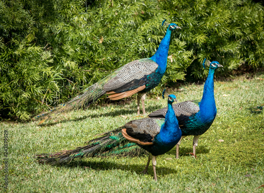 Peacocks menagerie in the front lawn