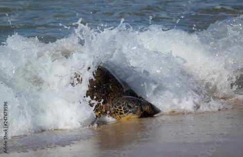 Turtles in Hawaii