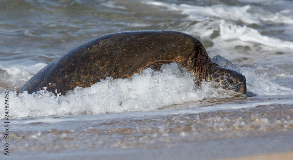 Fototapeta premium Turtles in Hawaii
