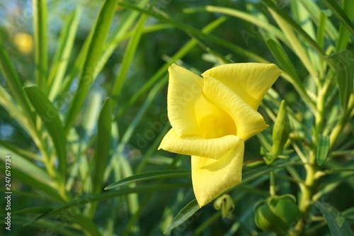 yellow cascabela thevetia flower in nature garden photo