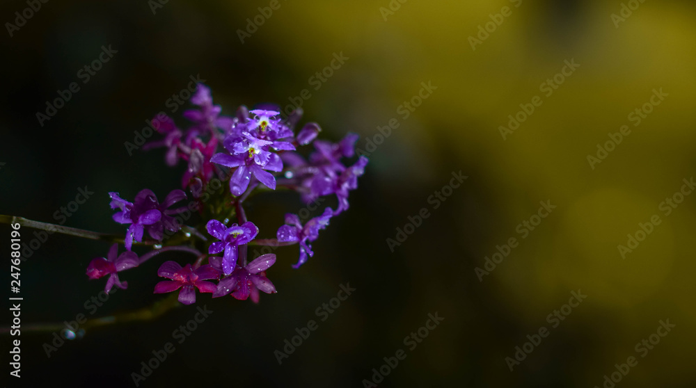 Fototapeta premium purple flowers on a background