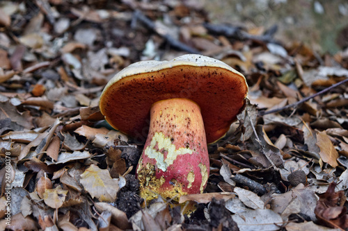  Ddevil's bolete, Boletus satanas mushroom photo