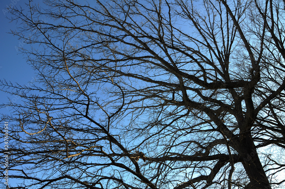 The spreading branches of leafless hibernating trees in winter against blue sky. The spreading branches of leafless hibernating trees in winter against blue sky.