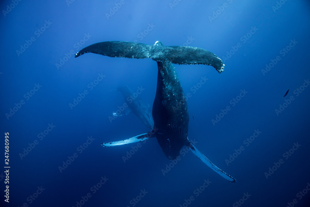 Humpback whales of Hawaii Stock Photo | Adobe Stock