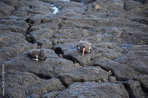 Oystercatcher birds resting in lava rocks